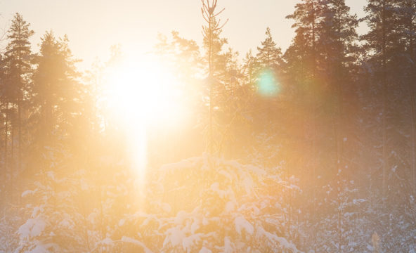 Kuvassa talvinen auringonnousu metsässä