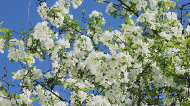 Omenapuun kukkia keväällä.